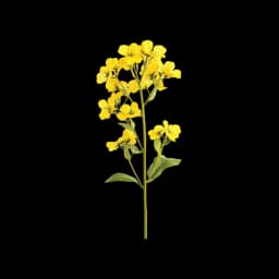 Mustard