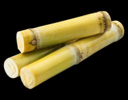 Sugarcane