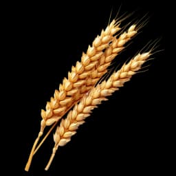 Wheat
